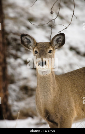 En cerf de Seeley Lake, Montana. Banque D'Images