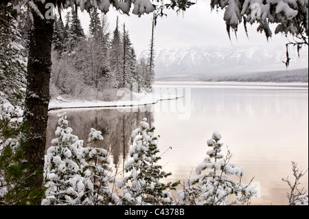 Les arbres autour du Lac McDonald, dans le parc national des Glaciers sont pleins de neige. Banque D'Images