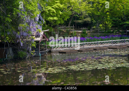 Arbres, jardins et fleurs suspendues à Kyoyochi étang au Temple Ryoanji à Kyoto Banque D'Images