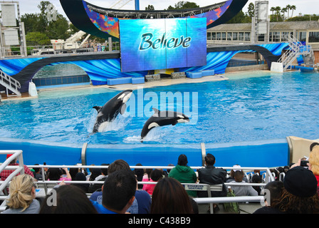 Les orques à effectuer à SeaWorld Shamu stadium. Banque D'Images