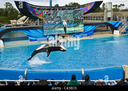 Les orques à effectuer à SeaWorld Shamu stadium. Banque D'Images