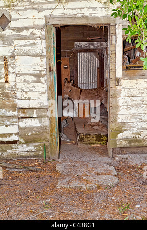 Âne sauvage à s'abriter du soleil dans un ancien bâtiment de ferme des années 1880 Années 1900. chriskirkphotography.net Banque D'Images