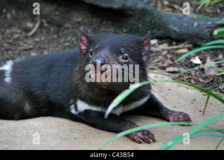 Diable de Tasmanie, Sydney's Zoo Taronga, Australie Banque D'Images