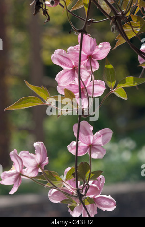 Clematis Rubens Freda Banque D'Images