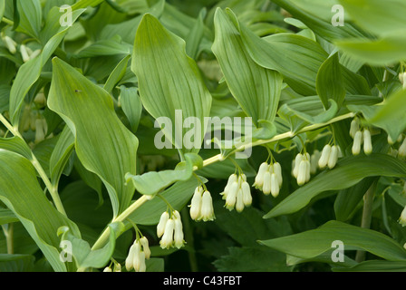 Polygonatum Giganteum Banque D'Images