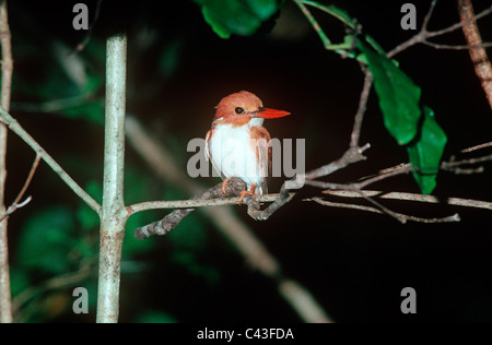 (Madagascar Ispidina madagascariensis : Alcedidae) en forêt tropicale, Madagascar Banque D'Images