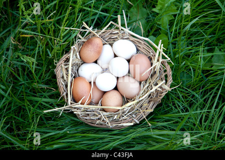 Sélection de produits frais oeufs de ferme dans un panier avec de la paille placée sur l'herbe Banque D'Images