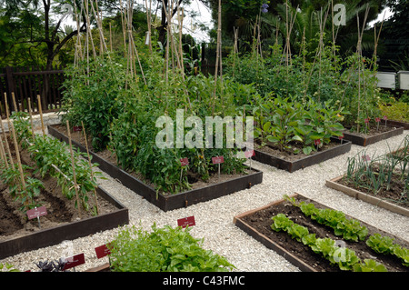 Potager, Potager ou potager avec des plants de tomates et de laitues de plus en parterres et de lignes Banque D'Images