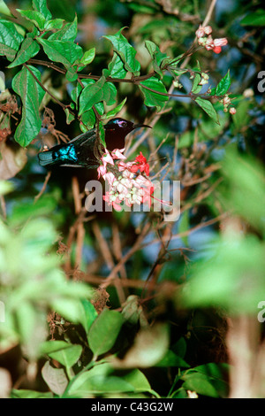 (Nectarinia coccinigaster Splendid sunbird) des Cuculidae : homme, Gambie Banque D'Images