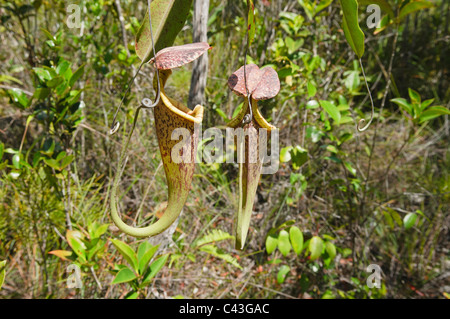 Plante carnivore Nepenthes albomarginata pitcher () dans Parc national de Bako au Sarawak, Bornéo, Malaisie Banque D'Images