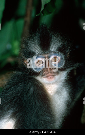 Thomas's leaf monkey/ Thomas langur / feuille, au nord de Sumatra (singe écureuil thomasi) dans les forêts tropicales de Sumatra, Banque D'Images