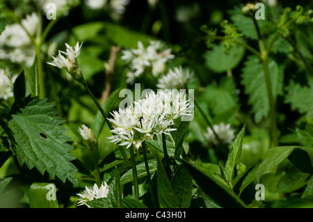 Gros plan de fleurs d'ail sauvages fleurs floraison allium ursinum blanc fleurs sauvages croissant au printemps Angleterre Royaume-Uni Royaume-Uni Grande-Bretagne Banque D'Images