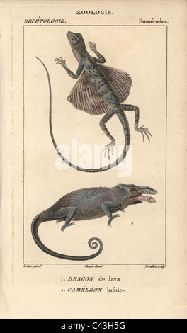 Flying dragon et deux à cornes chameleon Banque D'Images