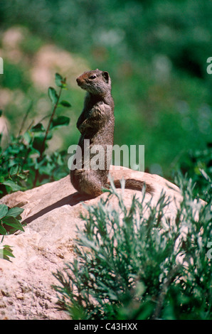 Uinta (Citellus armatus : Sciuridae) à la recherche de danger, le parc de Yellowstone, Wyoming, USA Banque D'Images