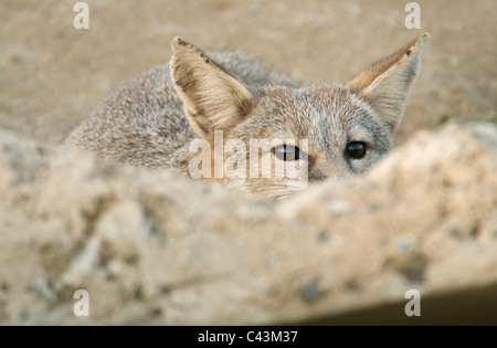 Kit de San Joaquin Fox (Vulpes macrotis mutica) adulte au trottoir den entrée, Bakersfield, California Endangered Banque D'Images