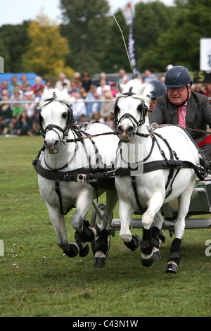 Faisceau double Hunter se précipitent au volant et de sauter des cours au grand arena de la Surrey pays show 2011 . Banque D'Images