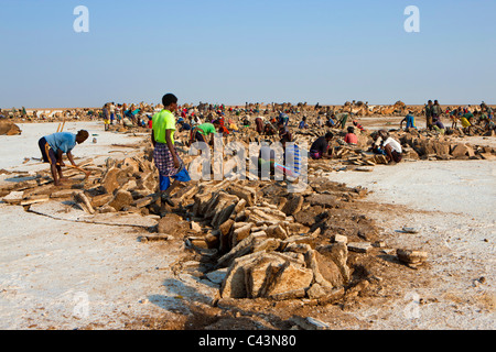 Ahmed Ela, Afrique, Ethiopie, région Afar, Afgar, Danakil, désert, salt lake, le sel, la production de sel, le sel records, les travailleurs, le sel Banque D'Images