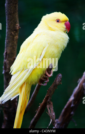 Un inséparable Agapornis jaune ( ) Banque D'Images