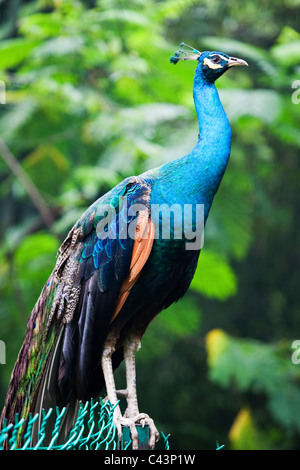 Un Indien paons bleus (Pavo cristatus) Banque D'Images