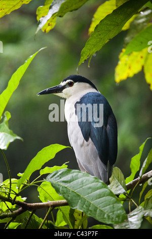 Un Bihoreau gris noir ( Nycticorax nycticorax ) Banque D'Images