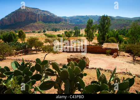 Gerealta, Afrique, Ethiopie, highland, village, maison, maison, arbres, cactus, cactus lâche Banque D'Images