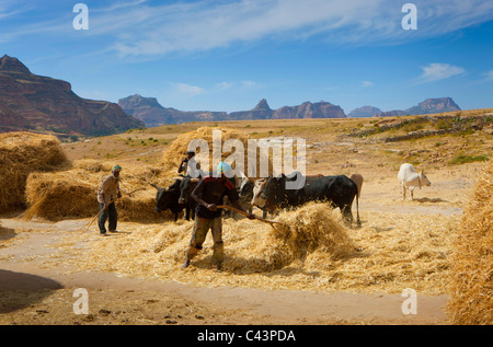 Gerealta, Afrique, Ethiopie, highland, village, thresing-de-chaussée, grain, ox, travailleur, les agriculteurs Banque D'Images