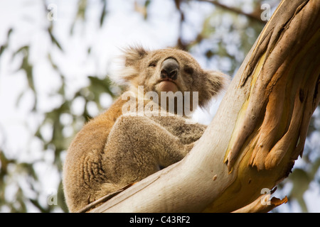 Brown Koala dans l'arbre en Australie Banque D'Images