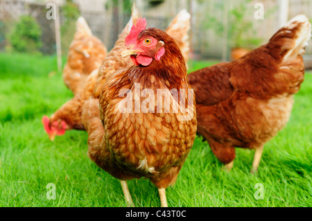 Poules de la Volaille Poulet.(Gallus gallus domesticus). Banque D'Images