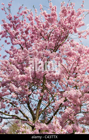 PRUNUS ACCOLADE Banque D'Images