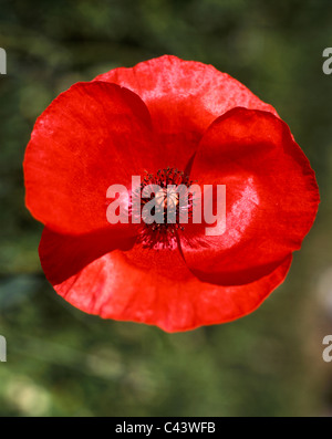 Seule fleur rouge (coquelicot) à proximité de Radda in Chianti, Toscane, Italie Banque D'Images