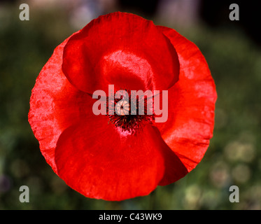 Seule fleur rouge (coquelicot) à proximité de Radda in Chianti, Toscane, Italie Banque D'Images