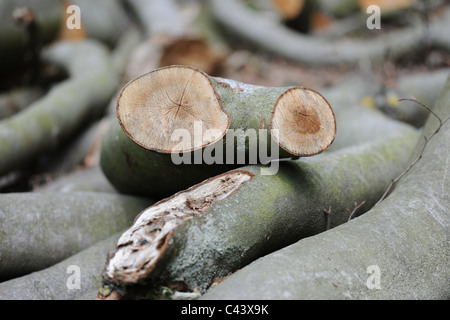 Les branches d'arbres sciés dans une pile dans un bois.L'accent est mis sur deux coupes avec les anneaux de croissance concentriques. Tons Orange vs tons verts Banque D'Images