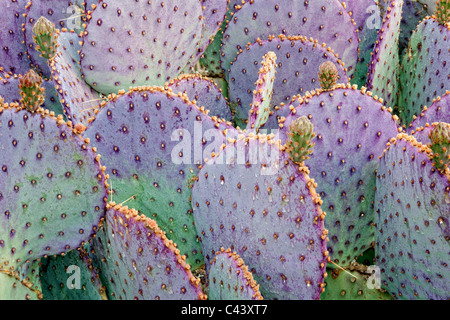 Recueillir des gouttes de pluie sur l'Oponce de Santa Rita à Green Valley, Arizona. Banque D'Images