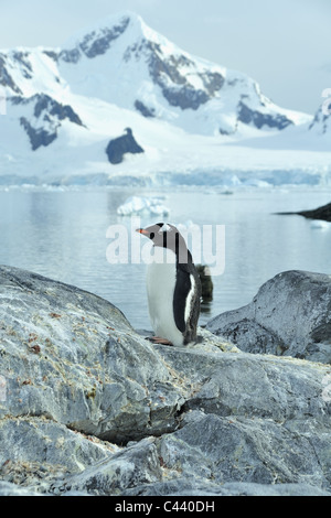 Manchots dans Paradise Bay, l'Antarctique. Banque D'Images