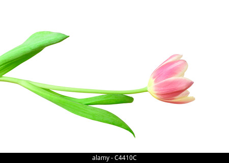 Tulipe rose isolated on white Banque D'Images