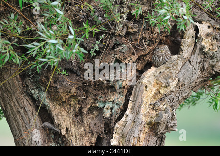 Chouette chevêche (Athene noctua) reposant à proximité d'un trou dans un pollard willow au printemps Banque D'Images