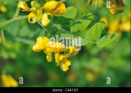 Senna (vessie Colutea arborescens) indigènes de la Méditerranée au printemps floraison Banque D'Images