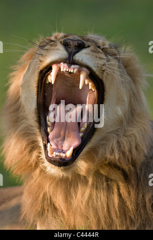 Dents dangereuses d'un jeune homme lion - Parc National Kruger - Afrique du Sud Banque D'Images