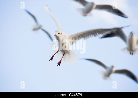 Vol de mouettes dans le ciel Banque D'Images