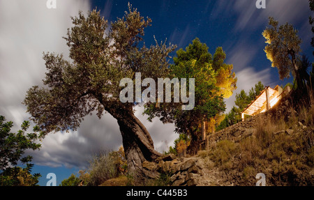 Low angle view of un olivier et une maison sur une colline Banque D'Images