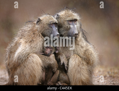 Deux babouins adultes protégeant un bébé de tomber la pluie ; Le Parc National Kruger, Afrique du Sud Banque D'Images