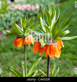 D'Orange couronne impériale ou de la Couronne du Kaiser (Fritillaria imperialis) dans le jardin de printemps Banque D'Images