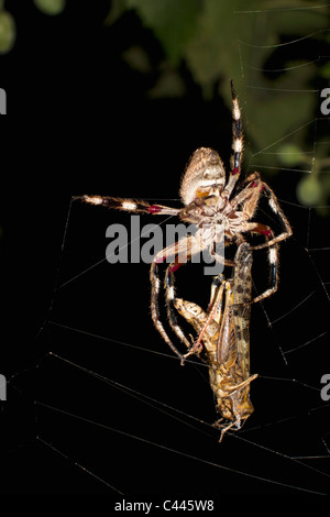 Un orb spider dans un site web avec une espèce de nuit Banque D'Images