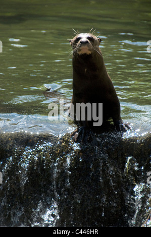La loutre de rivière, géant, animal, pteronura brasiliensis otter, portrait, zoo, USA, Floride, Amérique du Nord Banque D'Images