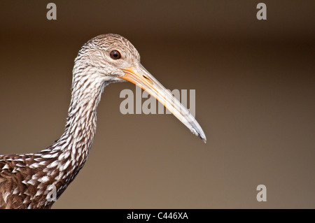 Aramus guarauna limpkin,, en Floride, USA, Amérique du Nord, oiseau, portrait Banque D'Images