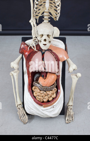 Squelette et organes humains. Banque D'Images