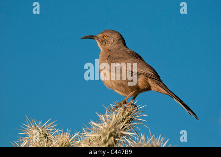 Le Troglodyte des cactus, oiseau, animal, portrait, saguaro cactus, cactus tuyau d'Organe National Monument, Arizona, Mars, USA, Amérique du Nord, Am Banque D'Images