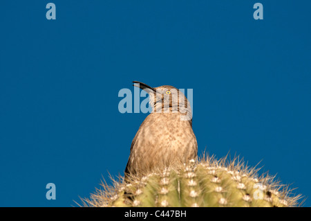 Le Troglodyte des cactus, oiseau, animal, portrait, saguaro cactus, cactus tuyau d'Organe National Monument, Arizona, Mars, USA, Amérique du Nord, Am Banque D'Images