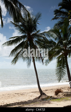 Palmiers sur une plage de sable fin Banque D'Images