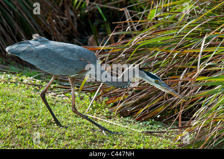 Le Grand Héron, Ardea herodias, Florida, USA, Amérique du Nord, Amérique, la marche, la recherche de nourriture, d'animaux, d'oiseaux, héron, Wakoda Banque D'Images